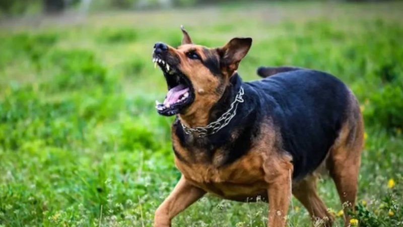 Cão foge de casa, ataca pedestre em Rio Verde e tutor é autuado por omissão