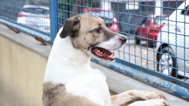 Dezembro Verde e o abandono de animais no fim do ano