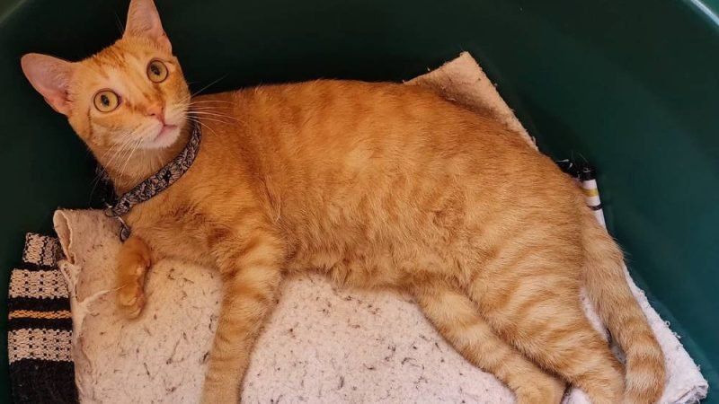 Família oferece recompensa por gato Terry desaparecido no Conjunto Rio Claro 3, em Jataí