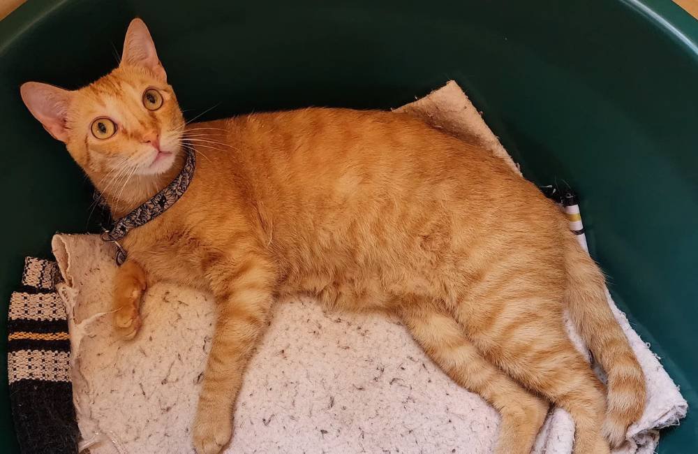 Família oferece recompensa por gato Terry desaparecido no Conjunto Rio Claro 3, em Jataí