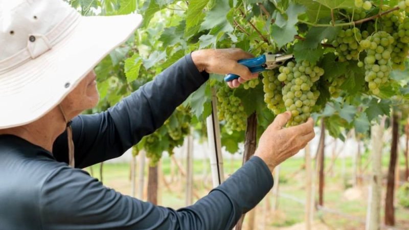 Pesquisa da Emater Goiás Avalia Uvas Adaptadas ao Cerrado