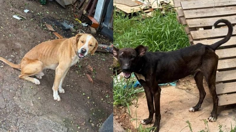 Polícia Civil prende homem em flagrante por maus-tratos a cães em Jataí