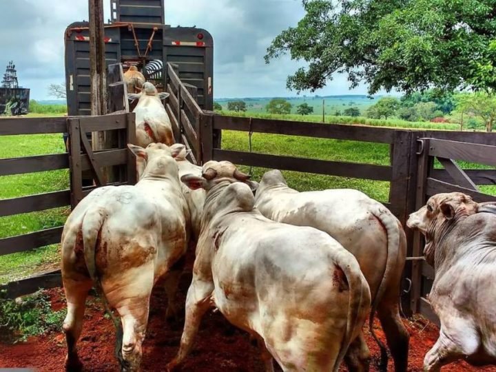 Regras inéditas para transporte de animais prometem bem-estar, mas geram polêmica sobre custo e impacto no frete