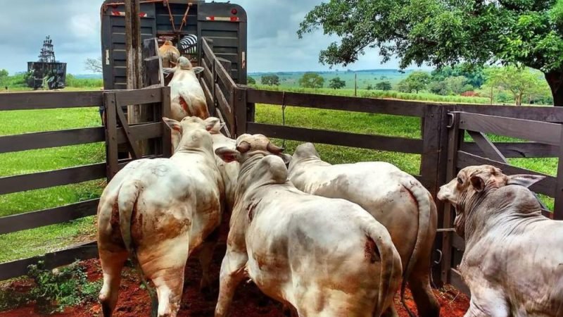 Regras inéditas para transporte de animais prometem bem-estar, mas geram polêmica sobre custo e impacto no frete