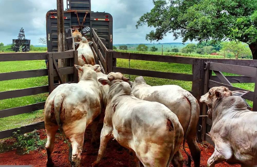 Regras inéditas para transporte de animais prometem bem-estar, mas geram polêmica sobre custo e impacto no frete