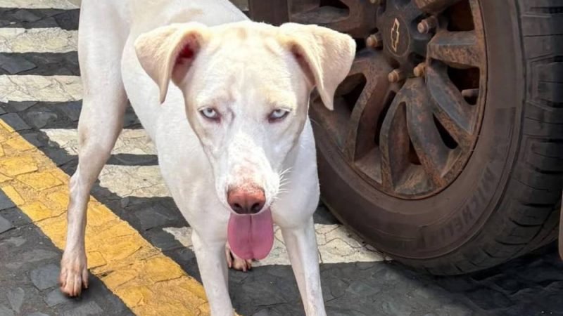 ATENÇÃO | Cadela Pipoca desaparece no Bairro Primavera 2 e família pede ajuda em Jataí