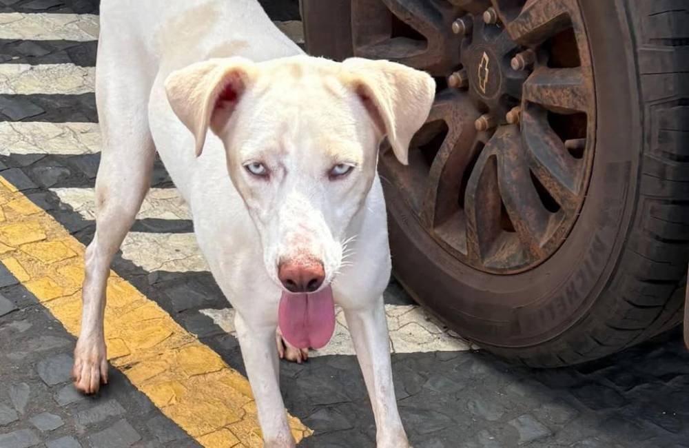 ATENÇÃO | Cadela Pipoca desaparece no Bairro Primavera 2 e família pede ajuda em Jataí
