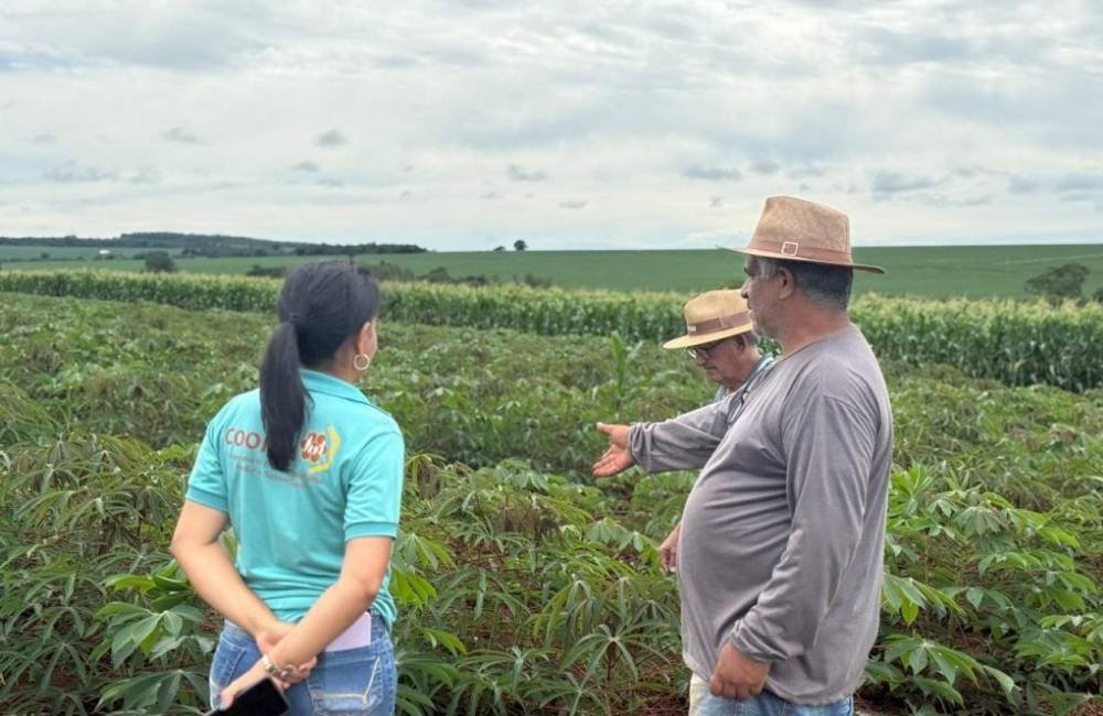 Agricultura familiar de Jataí recebe nova variedade de mandioca da Embrapa