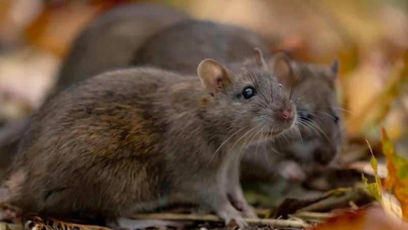 Biólogo revela truque simples para acabar com ratos em casa