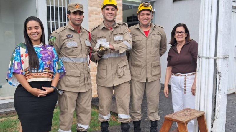 Bombeiros resgatam pássaro preso em poste