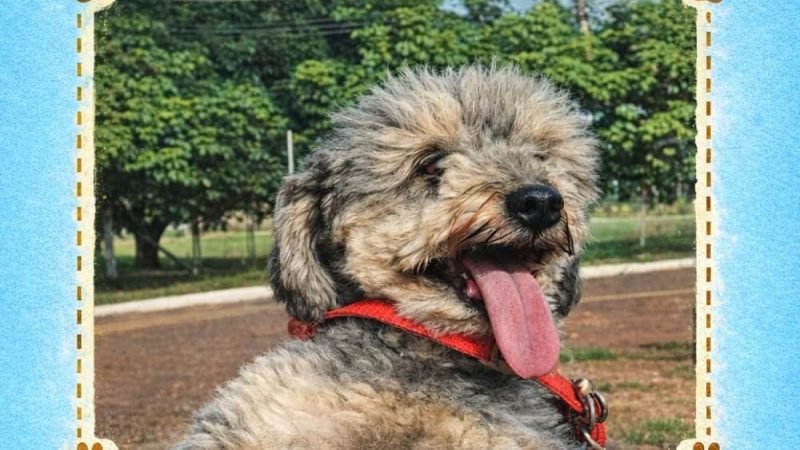 Cachorro idoso desaparece no Setor Planalto e família oferece recompensa em Jataí