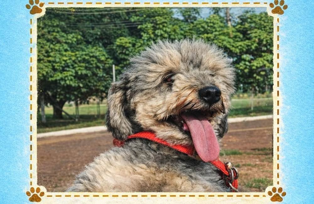 Cachorro idoso desaparece no Setor Planalto e família oferece recompensa em Jataí