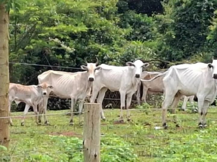 Fome, sede e abandono: 39 bovinos são achados em situação crítica em Montividiu