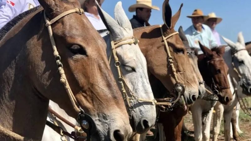 Iporá recebe 18º Encontro Nacional de Muladeiros com seis dias de programação