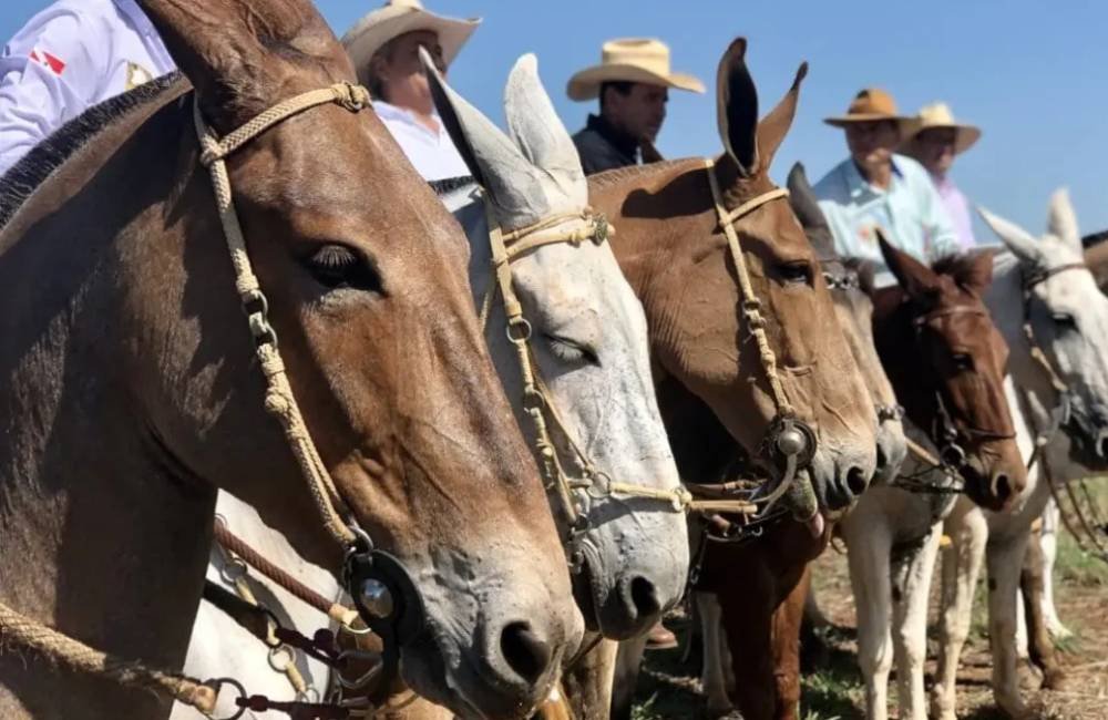 Iporá recebe 18º Encontro Nacional de Muladeiros com seis dias de programação