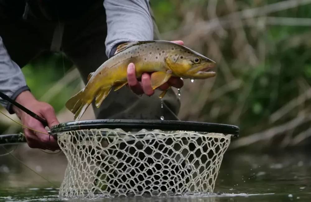 Pesca predatória em Goiás leva à prisão e apreensão de peixes ameaçados