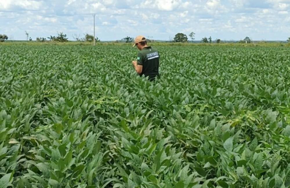 Produtores de soja devem cadastrar lavouras na Agrodefesa até 17 de janeiro