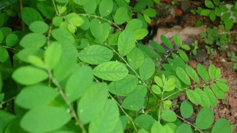 Quebra-pedra deve se tornar o primeiro fitoterápico do SUS contra cálculos renais