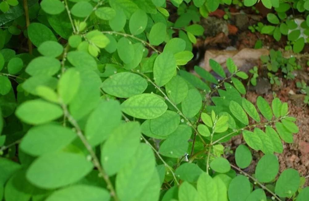 Quebra-pedra deve se tornar o primeiro fitoterápico do SUS contra cálculos renais