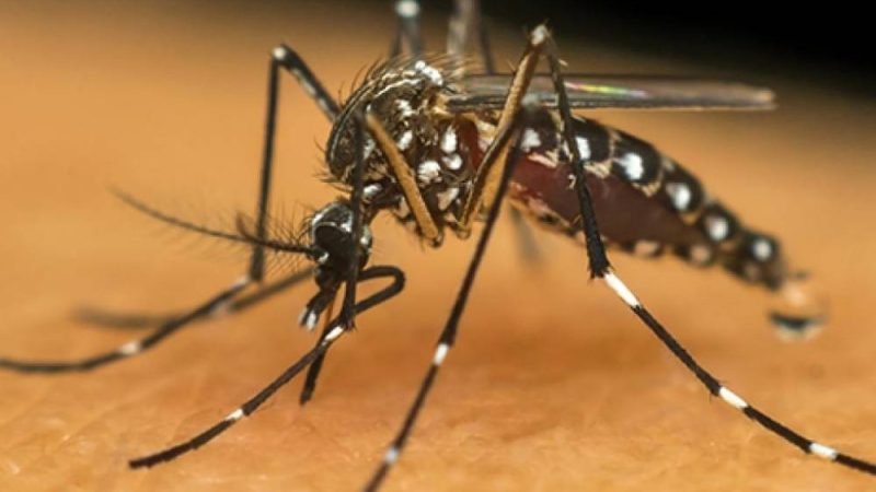 Rio Verde entra em alerta contra a dengue após aumento de casos no início do ano