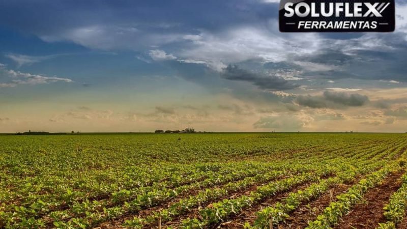 Soja e milho mantêm estabilidade e pecuária segue valorizada nesta sexta-feira (09)