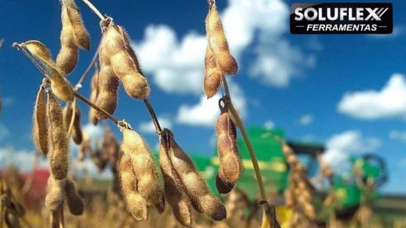 Soja recua no balcão e pecuária mantém arroba nesta terça-feira (13)