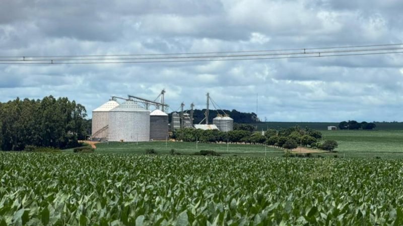 Boi dispara e milho sustenta alta no início do ano agrícola em Jataí