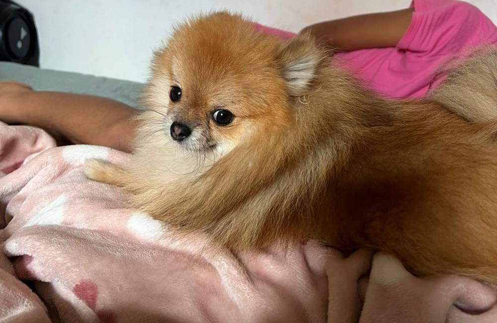 Cachorrinha Sharlote desaparece na Rua Zeca Vilela, no Setor Hermosa, em Jataí