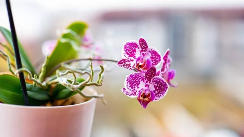 Cuidados com a adubação de orquídeas: SA Garden Ensina