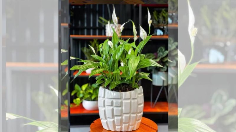 Cuidados com o lírio-da-paz: SA Garden Ensina