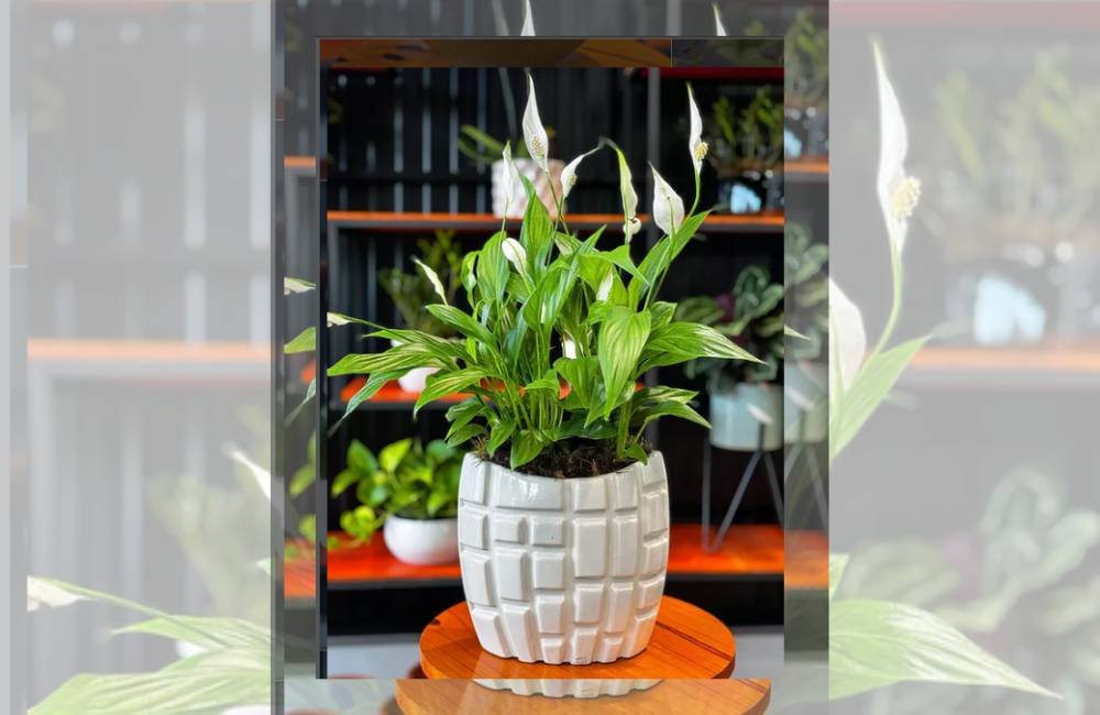 Cuidados com o lírio-da-paz: SA Garden Ensina