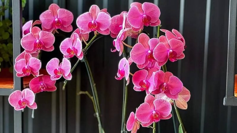 Cuidados com orquídea após a floração: SA Garden Ensina