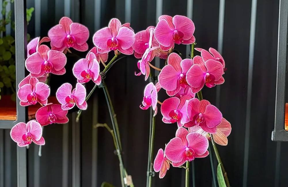 Cuidados com orquídea após a floração: SA Garden Ensina