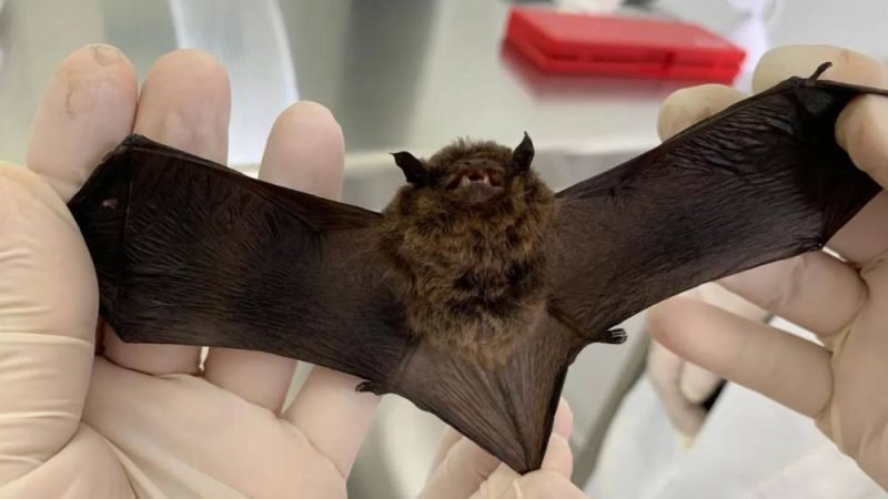 Goiânia confirma primeiro caso de raiva animal em 2026 após morte de morcego