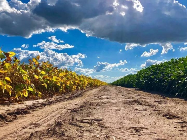 Goiás caminha para a segunda maior safra de grãos da história em 2025/26