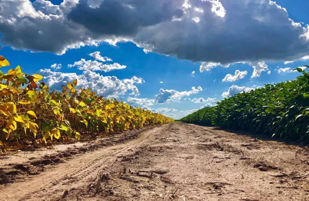 Goiás caminha para a segunda maior safra de grãos da história em 2025/26