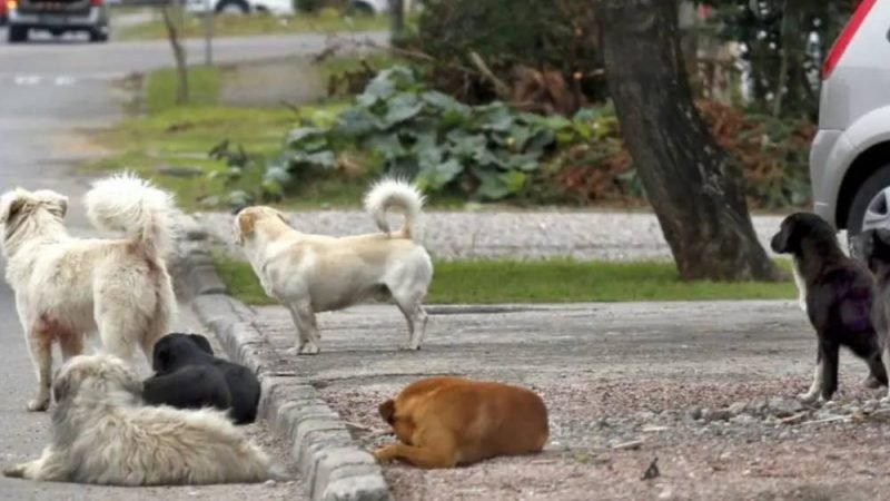Justiça condena Prefeitura em Goiás a indenizar mulher atacada por cachorro de rua