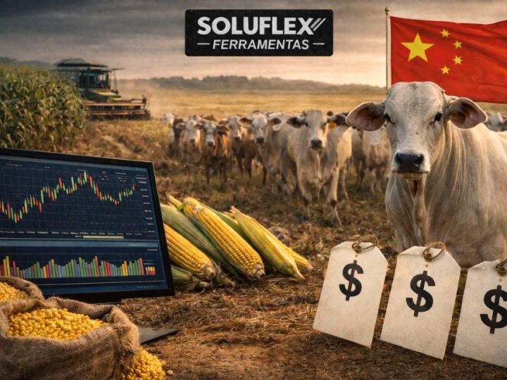 Soja mantém patamar em Jataí, enquanto milho oscila e boi China alcança R$ 320