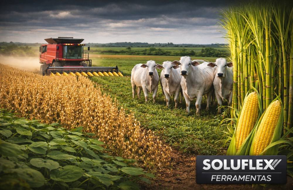 Soja sustenta R$ 109 em Jataí e boi gordo chega a R$ 330 nesta sexta (27)