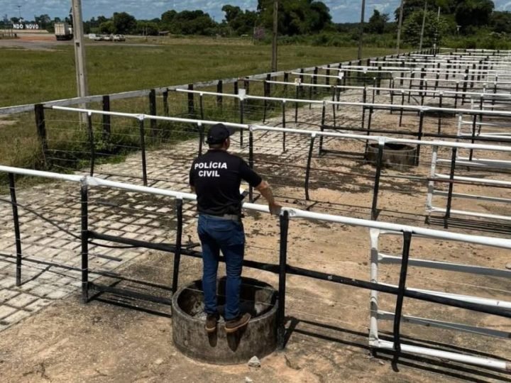 VÍDEO| Golpe em leilão de gado leva Polícia Civil a prender três pessoas em Goiás