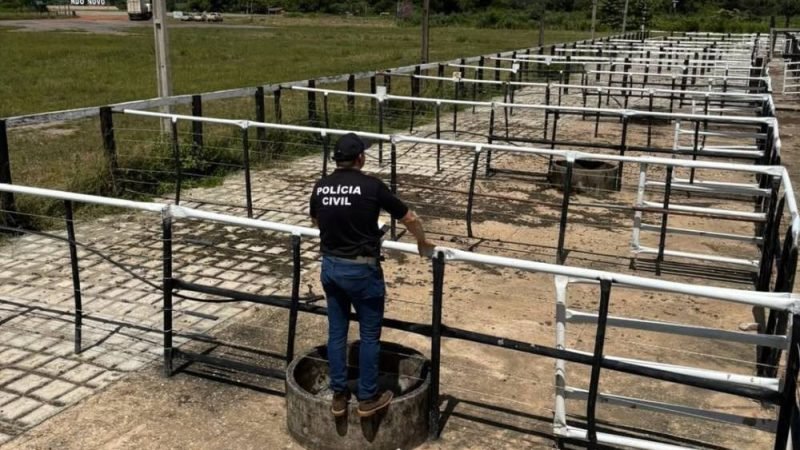 VÍDEO| Golpe em leilão de gado leva Polícia Civil a prender três pessoas em Goiás