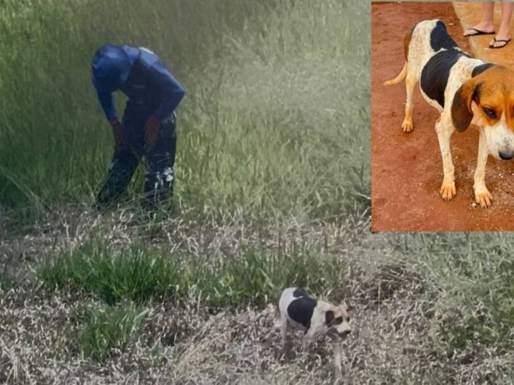 VÍDEO| Homem é preso em Mineiros por abuso sexual contra cadela