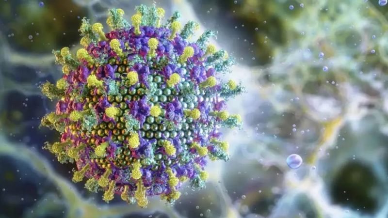 Vírus Nipah no Brasil: Ministério da Saúde descarta risco