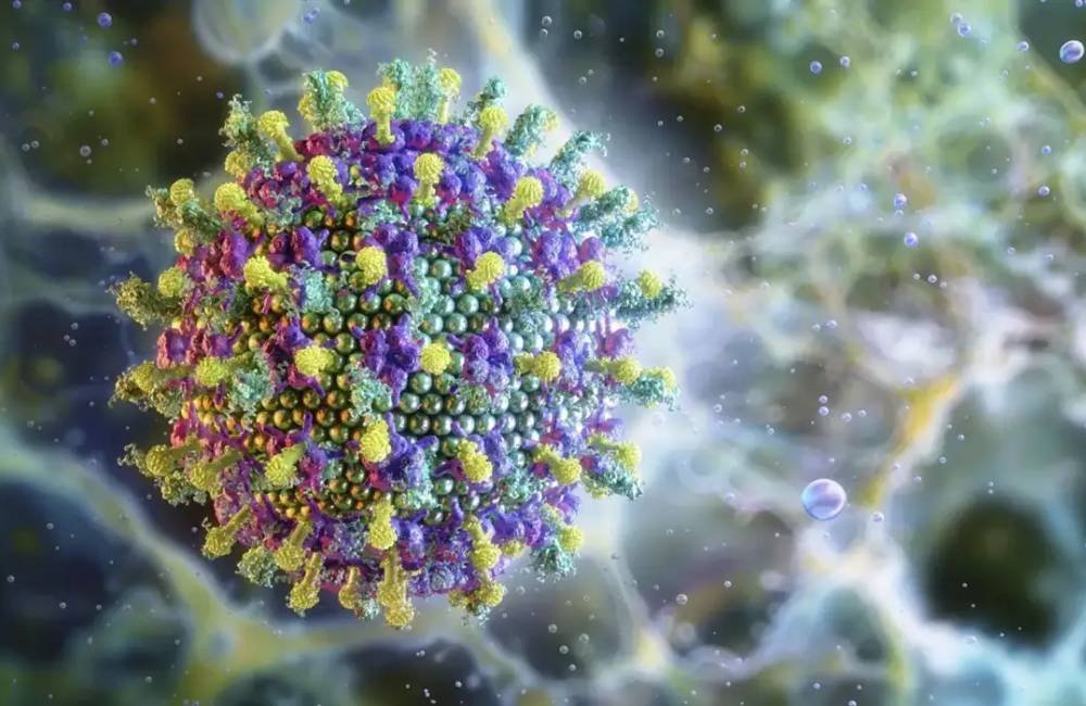 Vírus Nipah no Brasil: Ministério da Saúde descarta risco