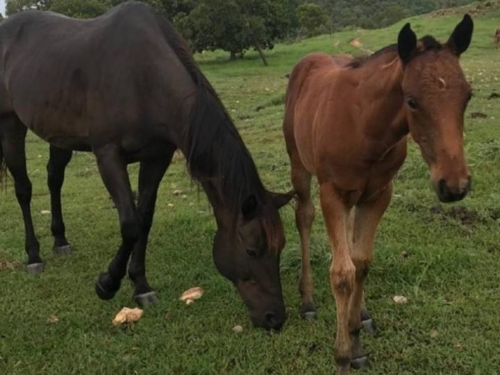 Agrodefesa suspende exigência de vacinação contra influenza equina para emissão da GTA em Goiás