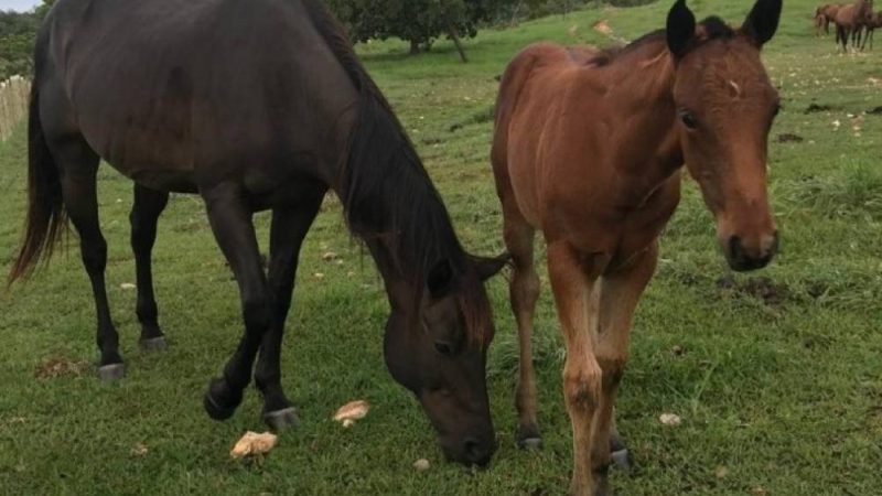 Agrodefesa suspende exigência de vacinação contra influenza equina para emissão da GTA em Goiás