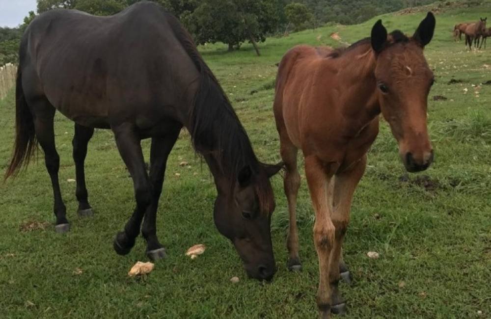 Agrodefesa suspende exigência de vacinação contra influenza equina para emissão da GTA em Goiás