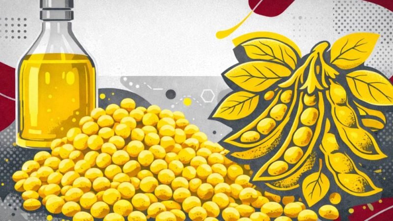 Brasil projeta recorde histórico no processamento de soja em 2026, impulsionado por demanda e safra forte