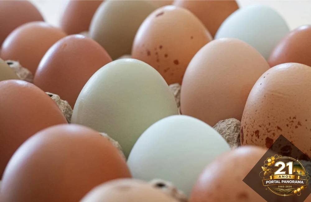 Guerra entre EUA e Irã pode pesar no bolso e elevar preços de ovos, frango e carne suína no Brasil