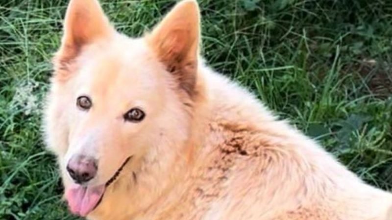 Cachorra pastor suíço desaparece no Setor Sul em Jataí e família oferece recompensa